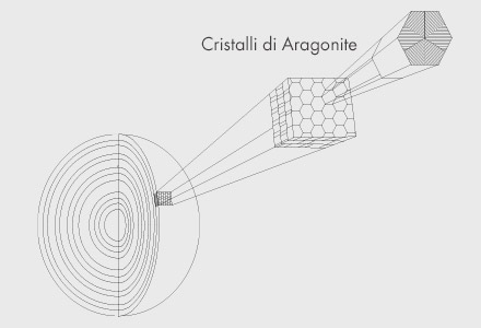 Schema di una perla naturale 